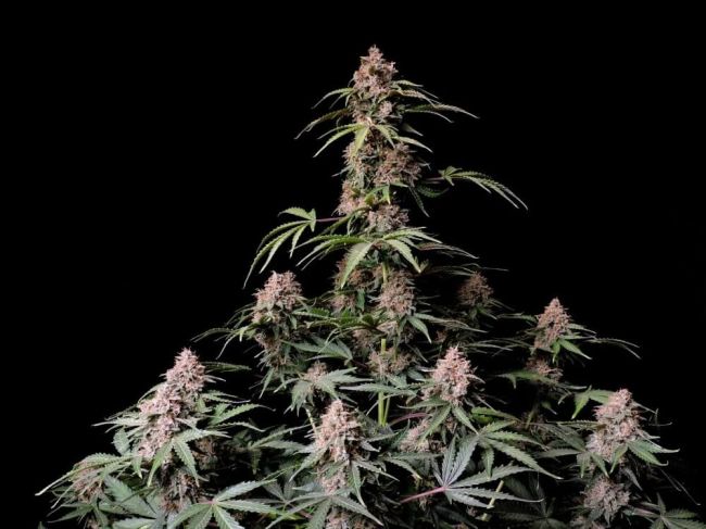 Fast bUDS Amnesia Zkittle FastBUds Amnesia Zkittle