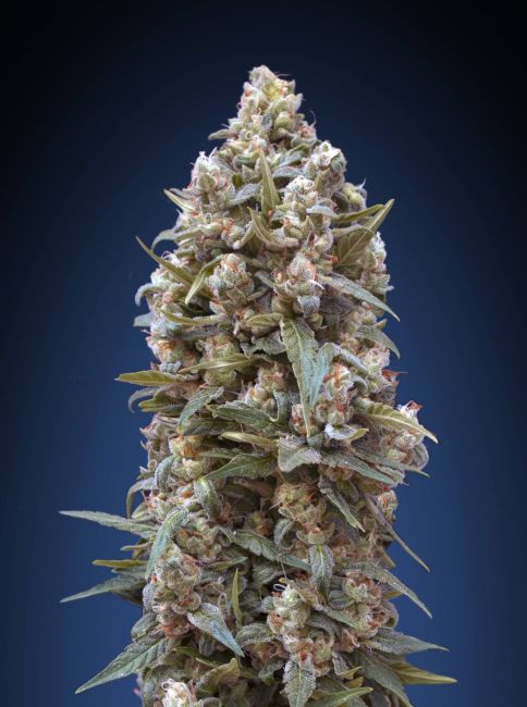 00 Kush Feminized