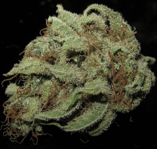 Trainwreck Feminized Seeds - Image 5