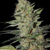 Exodus Cheese Auto Feminized Seeds