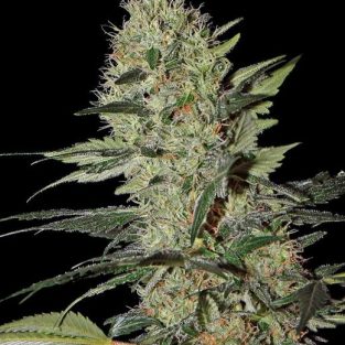 Exodus Cheese Auto Feminized Seeds