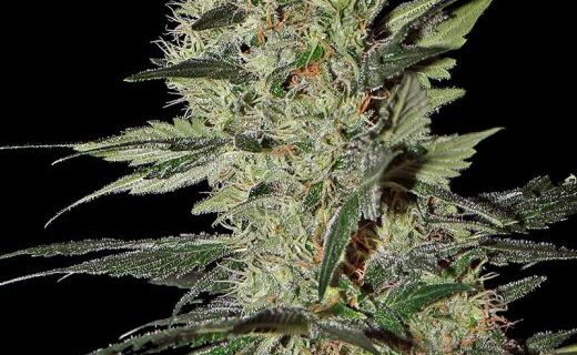 Exodus Cheese Auto Feminized Seeds