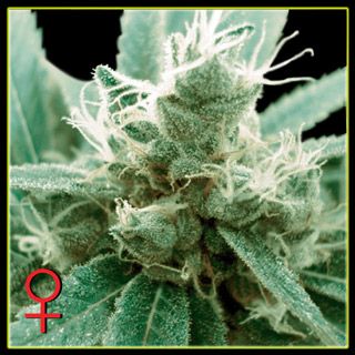 Trainwreck Feminized Seeds - Image 11