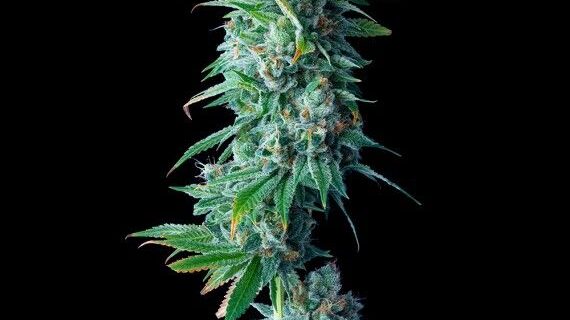 24K Gold Feminized Seeds