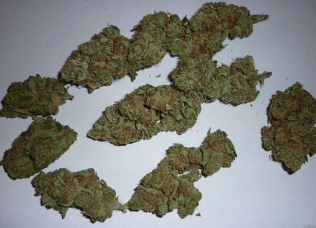 Chocolope Feminized Seeds - Image 14