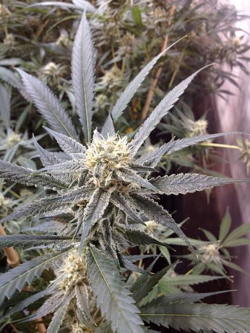 Strawberry Banana Feminized Seeds - Image 2