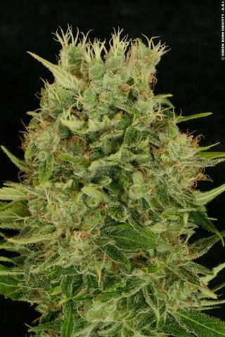Chocolope Feminized Seeds - Image 6