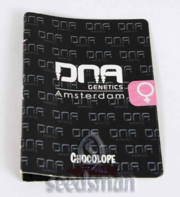 Chocolope Feminized Seeds - Image 13