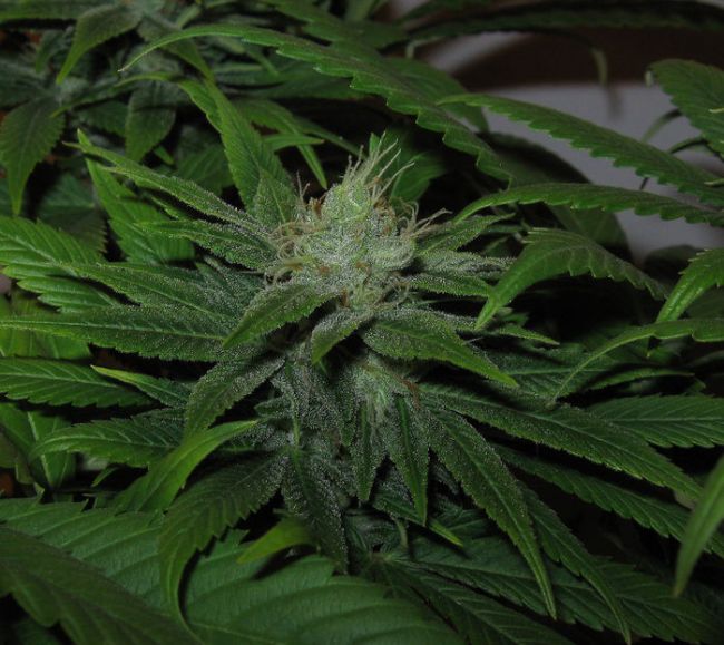 Trainwreck Feminized Seeds - Image 8