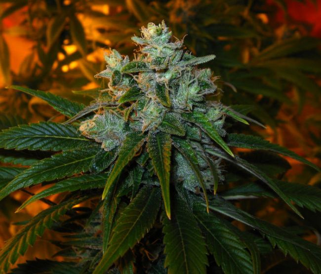 Trainwreck Feminized Seeds - Image 10