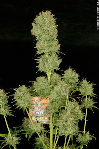 Chocolope Feminized Seeds - Image 11