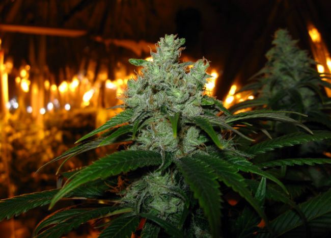 Trainwreck Feminized Seeds - Image 7