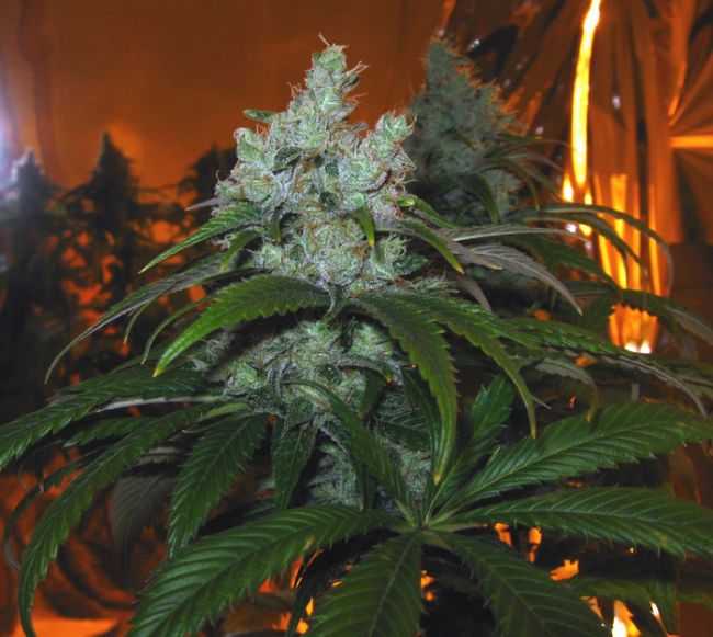 Trainwreck Feminized Seeds - Image 12