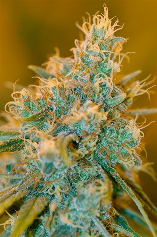 Chocolope Feminized Seeds - Image 5