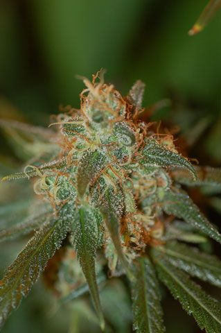 Chocolope Feminized Seeds - Image 2