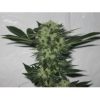 818 Headband Aka Sour OG Feminized Seeds