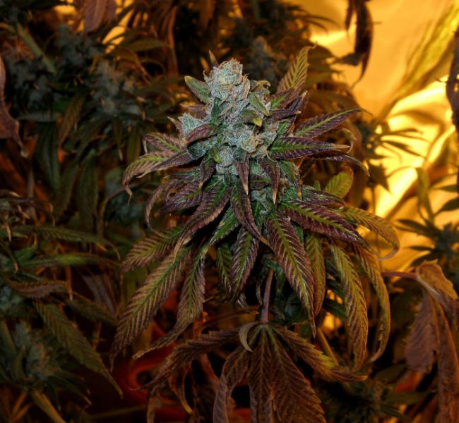 Trainwreck Feminized Seeds - Image 9