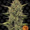 Acapulco Gold Feminized Seeds