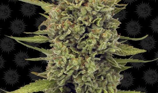 Acapulco Gold Feminized Seeds