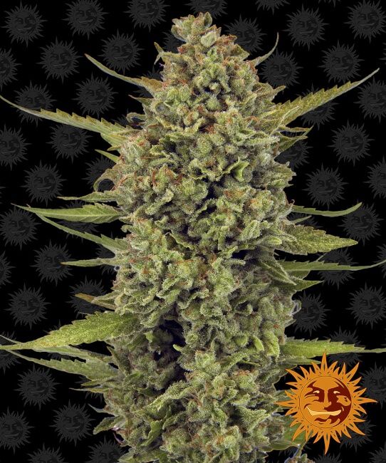 Acapulco Gold Feminized Seeds
