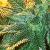 Alien OG Feminized Seeds