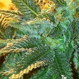 Alien OG Feminized Seeds
