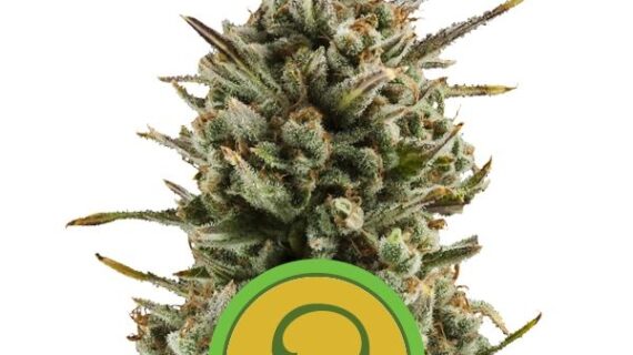 Amnesia Haze Auto Feminized Seeds