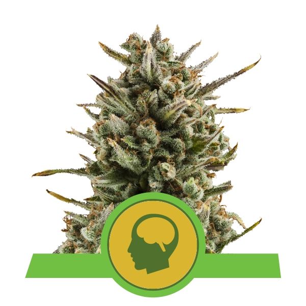 Amnesia Haze Auto Feminized Seeds