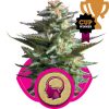 Amnesia Haze Feminized Seeds