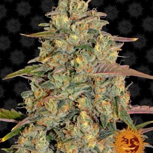 Amnesia Lemon Feminized Seeds