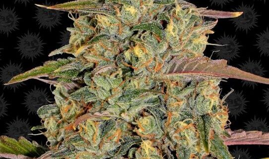 Amnesia Lemon Feminized Seeds