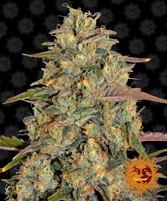 Amnesia Lemon Feminized Seeds