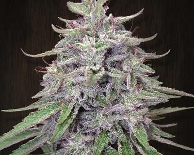 Bangi Haze Feminized Seeds
