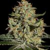 Big Bang Feminized Seeds