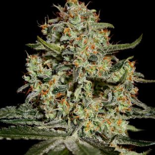 Big Bang Feminized Seeds