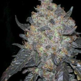 Black Water Feminized Seeds