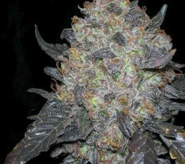 Black Water Feminized Seeds