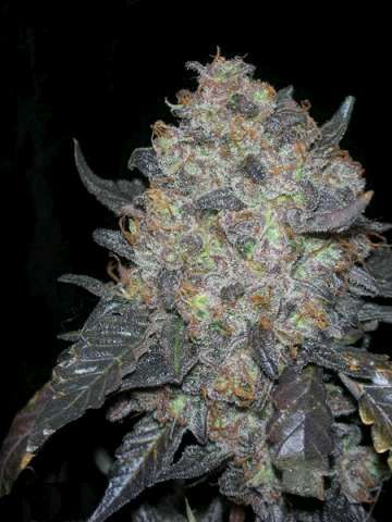 Black Water Feminized Seeds