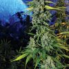 Blue Dream Haze Feminized Seeds