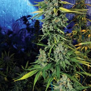 Blue Dream Haze Feminized Seeds