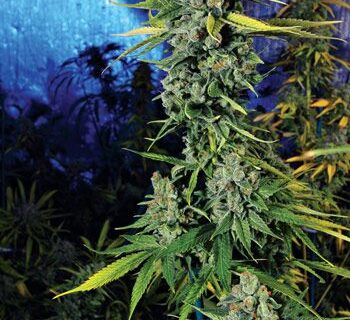 Blue Dream Haze Feminized Seeds