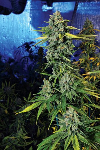 Blue Dream Haze Feminized Seeds
