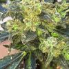 Boss Hogg Feminiszd Seeds