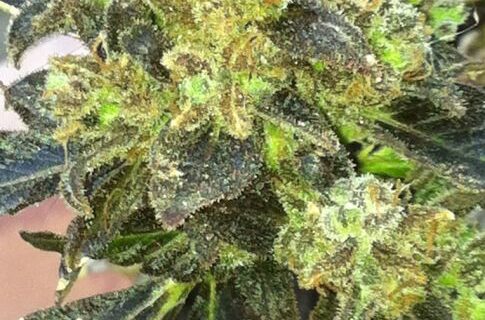 Boss Hogg Feminiszd Seeds