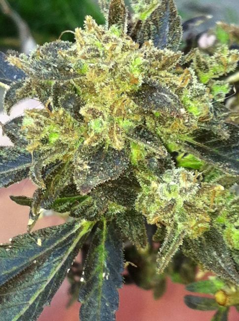 Boss Hogg Feminiszd Seeds