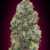 Bubble Gum Feminized Seeds