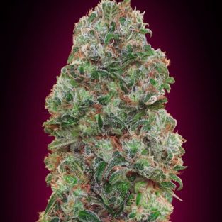 Bubble Gum Feminized Seeds