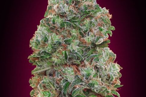 Bubble Gum Feminized Seeds