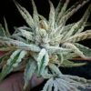 Buddha Tahoe OG Feminized Seeds