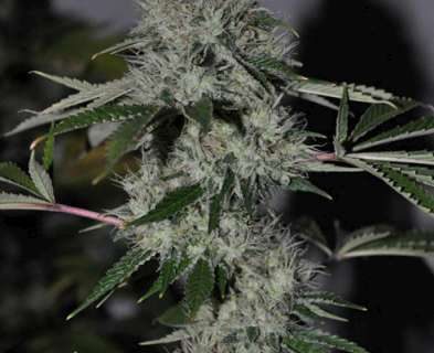 Based mainly on genetics from the Californian Coast, USA. These guys marry the finest marijuana strains with their favourite OG Kush legendary strain, to produce some of the finest seeds with rare genetic material not usually available to seed collectors. In the growing collectors market place this is sure to make Cali Connection popular.